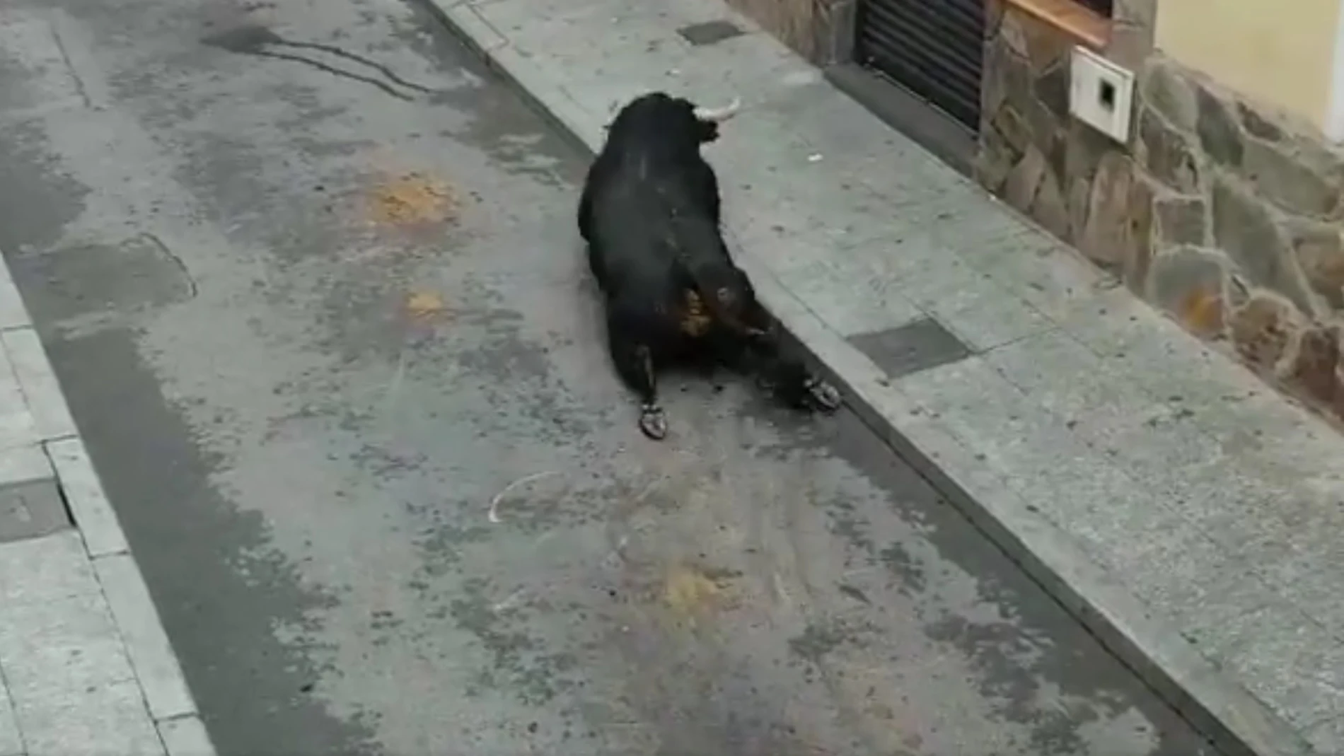 Atropella un toro en Brihuega tras haber logrado escapar de un encierro en Guadalajara