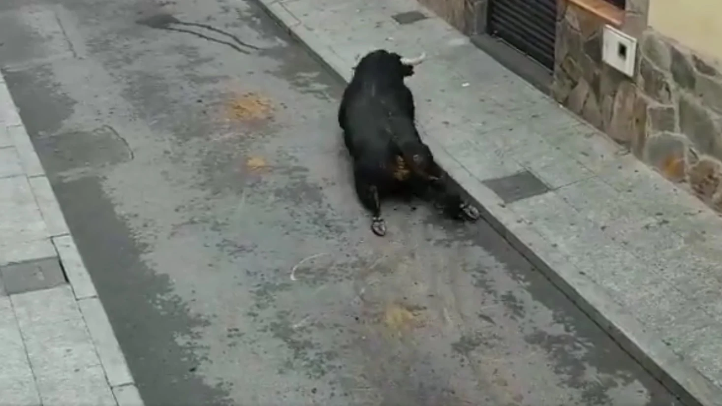 Atropella un toro en Brihuega tras haber logrado escapar de un encierro en Guadalajara El toro tras salir del cajón