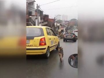 Un perro persigue desesperadamente el taxi en el que viaja su dueña justo después de que ella lo abandonara