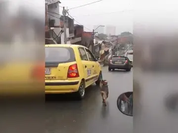 Un perro persigue desesperadamente el taxi en el que viaja su dueña justo después de que ella lo abandonara Un perro persigue desesperadamente el taxi en el que viaja su dueña justo después de que ella lo abandonara