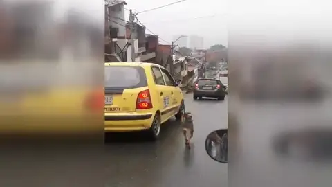 Un perro persigue desesperadamente el taxi en el que viaja su dueña justo después de que ella lo abandonara Un perro persigue desesperadamente el taxi en el que viaja su dueña justo después de que ella lo abandonara