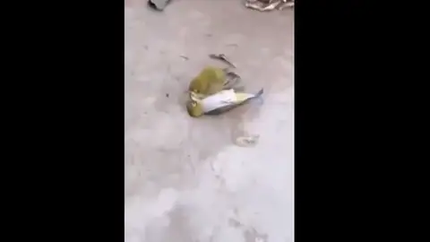 Periquito Periquito