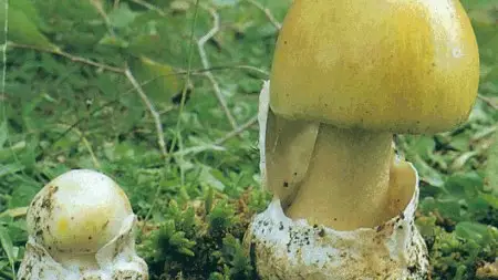 Amanita faloide. Un hombre fallece en Ourense tras comer setas venenosas
