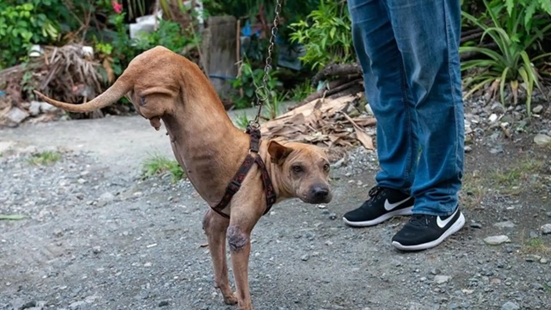 Putol junto a su dueño