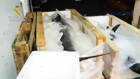 La Guardia Civil desmantela un grupo relacionado con el comercio ilegal de atún rojo La Guardia Civil desmantela un grupo relacionado con el comercio ilegal de atún rojo