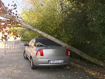 Un coche lleva más de dos meses inmovilizado por un árbol Un coche lleva más de dos meses inmovilizado por un árbol