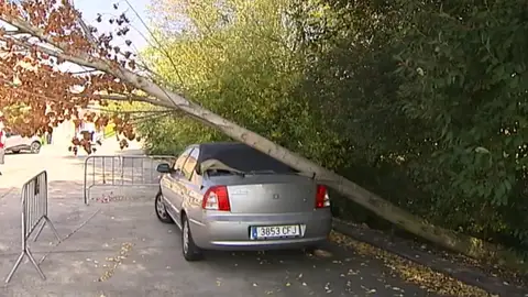 Un coche lleva más de dos meses inmovilizado por un árbol Un coche lleva más de dos meses inmovilizado por un árbol