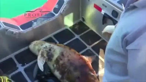 Crece el número de vaquitas marinas en México Crece el número de vaquitas marinas en México