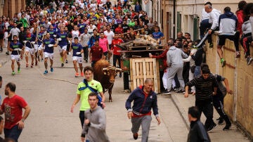 Toro ensogado en Lodosa