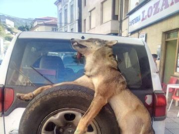 Un lobo muerto atado a un coche en Asturias