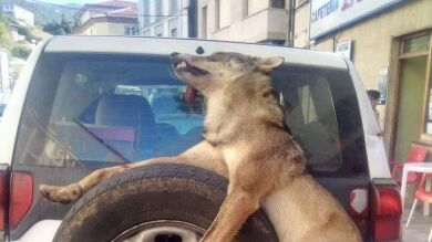 Agentes asturianos abaten a un lobo y lo atan a la parte trasera de su todoterreno