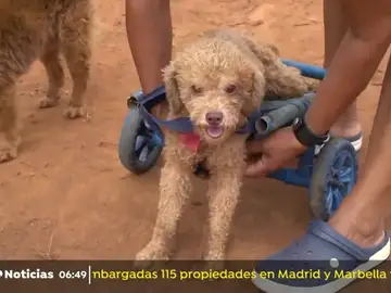 animales animales