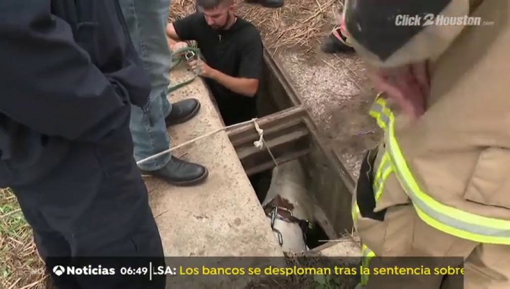 Rescatan a un poni tras quedarse atrapado en una alcantarilla ampliando el agujero del desagüe