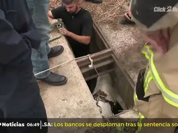 Rescatan a un poni tras quedarse atrapado en una alcantarilla ampliando el agujero del desagüe Rescatan a un poni tras quedarse atrapado en una alcantarilla ampliando el agujero del desagüe