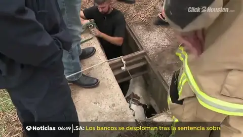 Rescatan a un poni tras quedarse atrapado en una alcantarilla ampliando el agujero del desagüe Rescatan a un poni tras quedarse atrapado en una alcantarilla ampliando el agujero del desagüe