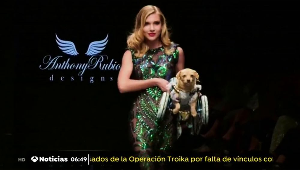 Un perro desfila con silla de ruedas en la semana de la moda de Los Ángeles