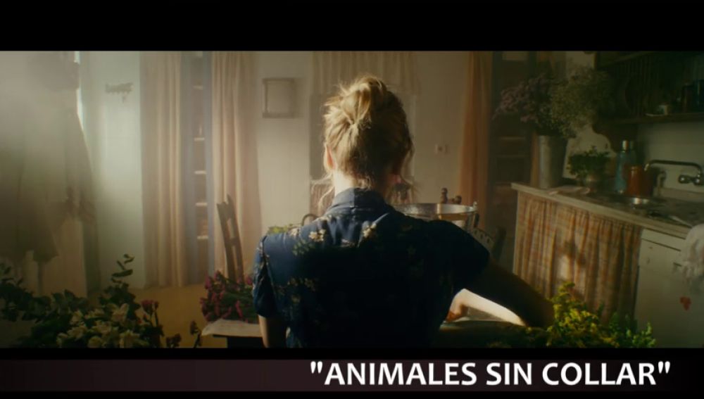 'Petra', 'Animales sin collar' o 'La buena esposa', entre los estrenos destacados del fin de semana 