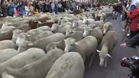 Más de 1.500 ovejas y 100 cabras recorren el centro de Madrid para celebrar la transhumancia Más de 1.500 ovejas y 100 cabras recorren el centro de Madrid para celebrar la transhumancia