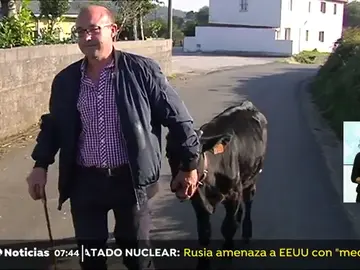 TERNERO TERNERO