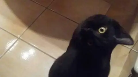 ¿Gato o cuervo? Gato o cuervo
