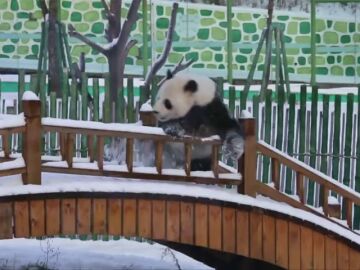 Una panda se divierte con la primera nevada en el noreste de China