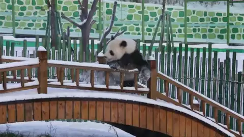 Una panda se divierte con la primera nevada en el noreste de China Una panda se divierte con la primera nevada en el noreste de China
