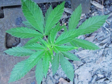 Los llamados fitocannabinoides solo se encuentran en la especie ‘Cannabis sativa’