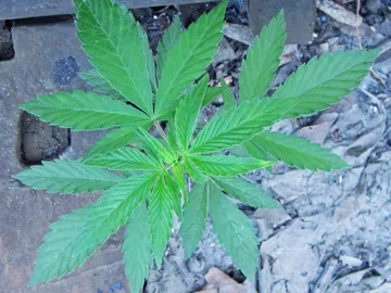 Los llamados fitocannabinoides solo se encuentran en la especie ‘Cannabis sativa’ Los llamados fitocannabinoides solo se encuentran en la especie ‘Cannabis sativa’