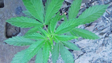 Los llamados fitocannabinoides solo se encuentran en la especie ‘Cannabis sativa’