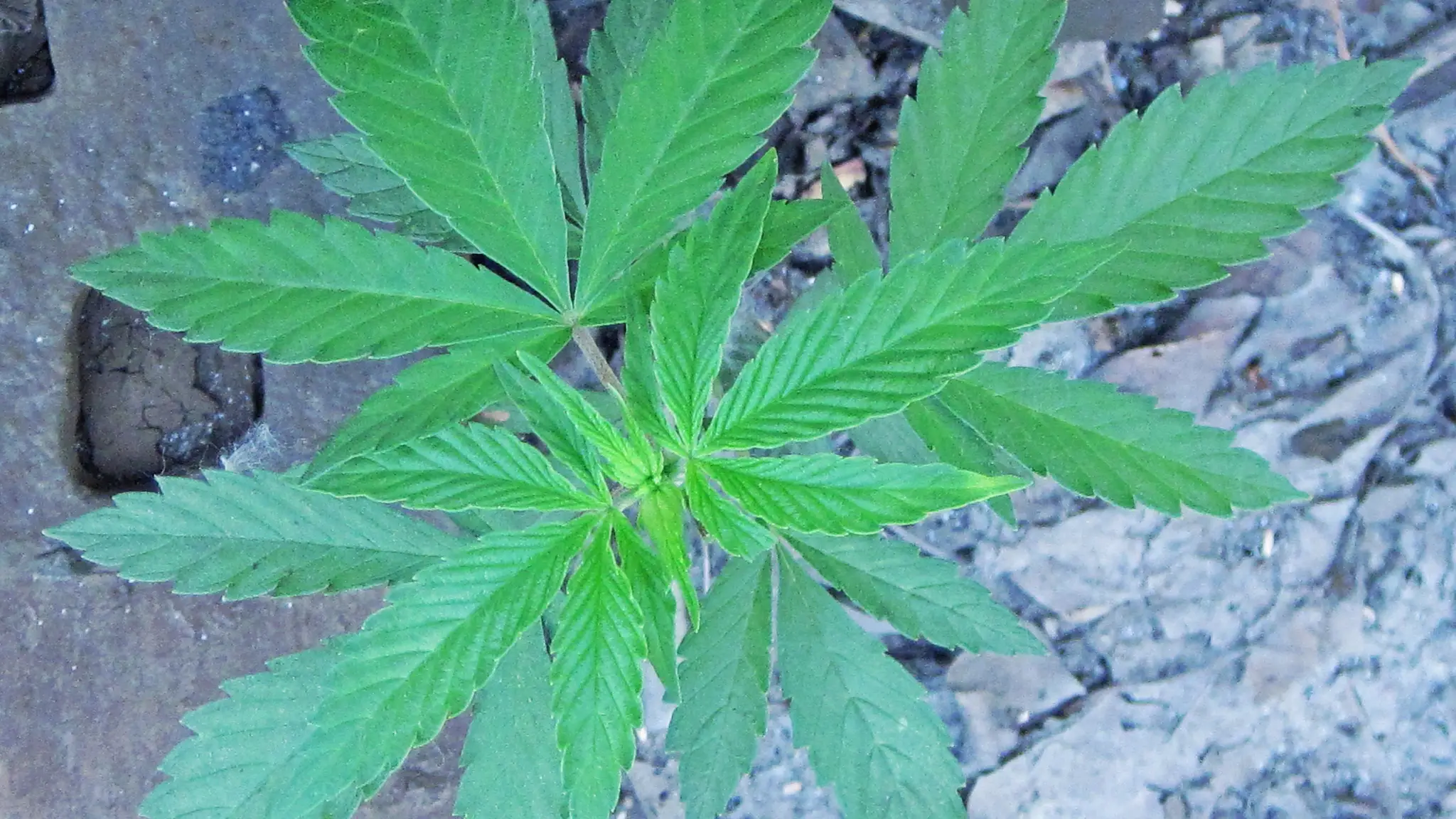 Los llamados fitocannabinoides solo se encuentran en la especie ‘Cannabis sativa’ Los llamados fitocannabinoides solo se encuentran en la especie ‘Cannabis sativa’