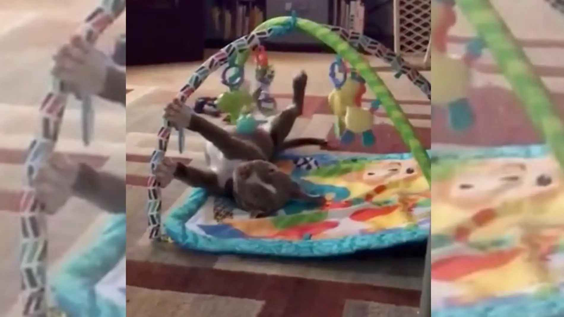 El pit bull de Natasha Mychel Morrison