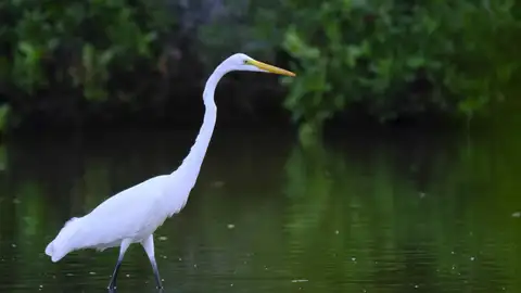 Una garza en las aguas de un manglar Una garza en las aguas de un manglar