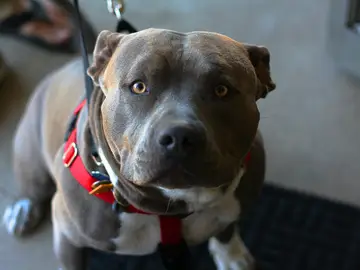 Perro de raza peligrosa Perro de raza peligrosa