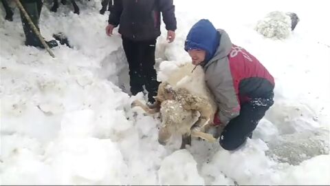 Decenas de ovejas quedan sepultadas bajo la nieve cuando hu&iacute;an de unos perros sueltos 