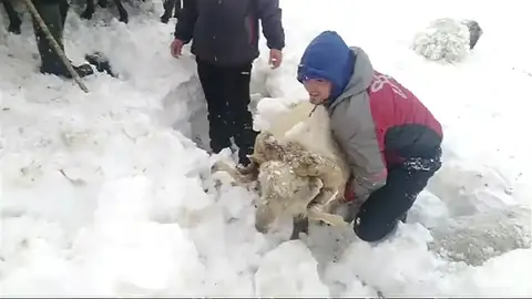 Decenas de ovejas quedan sepultadas bajo la nieve cuando huían de unos perros sueltos Decenas de ovejas quedan sepultadas bajo la nieve cuando huían de unos perros sueltos