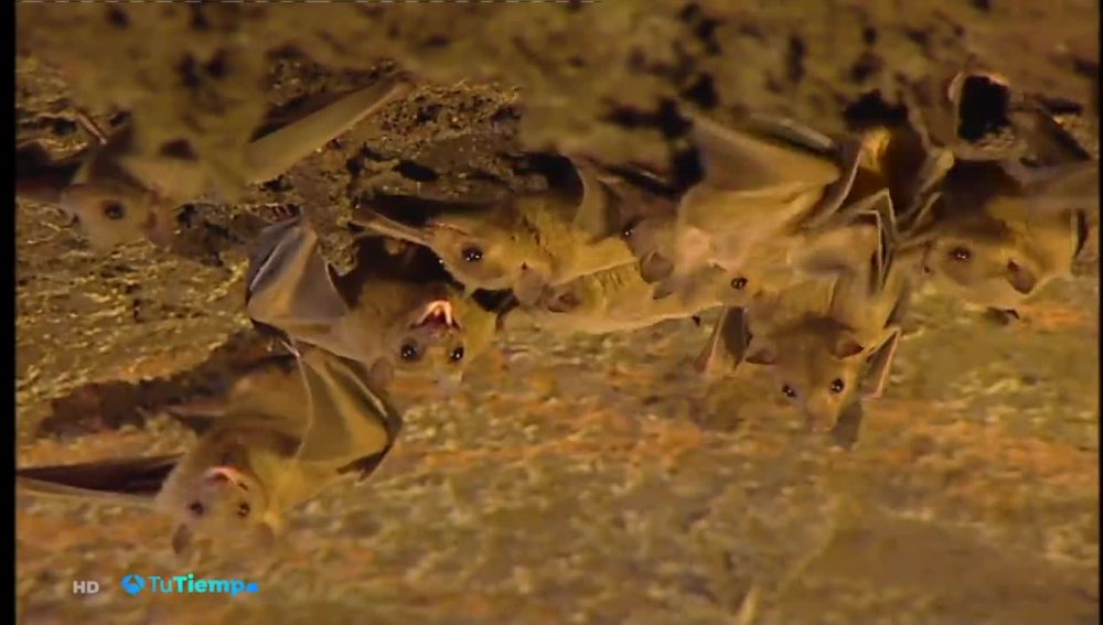 Los murciélagos son los mejores insecticidadas naturales