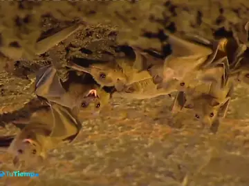 Los murciélagos son los mejores insecticidadas naturales Los murciélagos son los mejores insecticidadas naturales