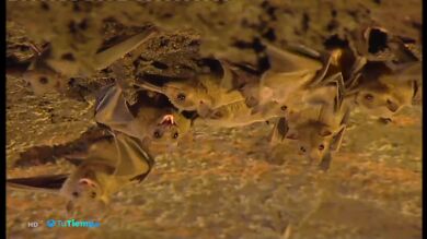 Los murciélagos son los mejores insecticidas naturales