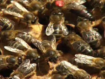 El debate sobre los insectos modificados genéticamente: podrían ser utilizados como armas biológicas El debate sobre los insectos modificados genéticamente: podrían ser utilizados como armas biológicas