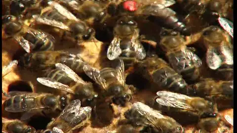 El debate sobre los insectos modificados genéticamente: podrían ser utilizados como armas biológicas El debate sobre los insectos modificados genéticamente: podrían ser utilizados como armas biológicas