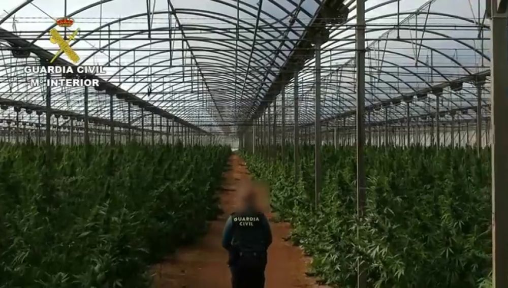 Plantación de marihuana en Níjar