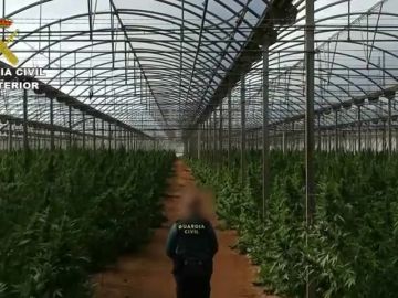 Plantación de marihuana en Níjar