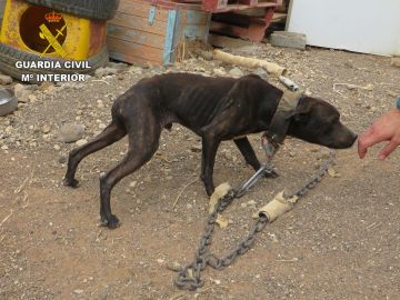 Uno de los perros rescatados en Gran Canaria