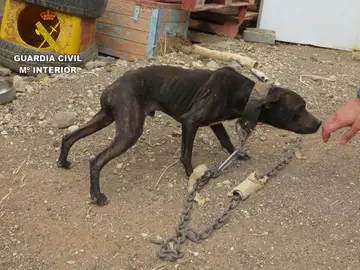 Uno de los perros rescatados en Gran Canaria Uno de los perros rescatados en Gran Canaria