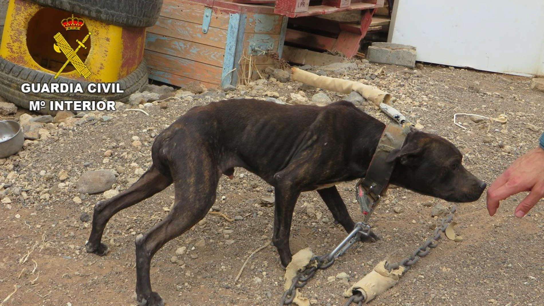 Uno de los perros rescatados en Gran Canaria Uno de los perros rescatados en Gran Canaria