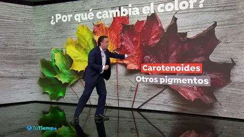 ¿De dónde salen los colores otoñales? ¿De dónde salen los colores otoñales?