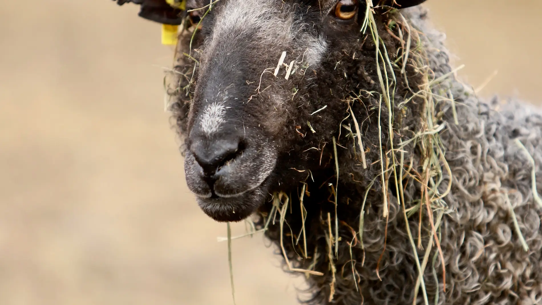 Hay una secreción de la piel de las ovejas que se usa en muchos alimentos.