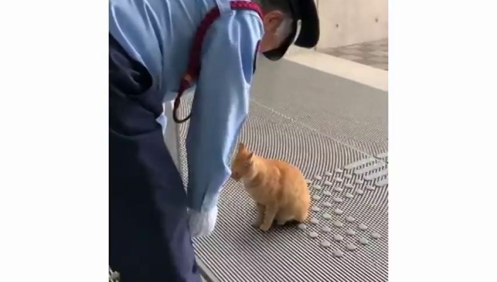 Unos gatos intentan durante dos años entrar a un museo en Japón