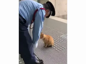 Unos gatos intentan durante dos años entrar a un museo en Japón Unos gatos intentan durante dos años entrar a un museo en Japón