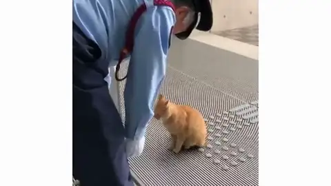 Unos gatos intentan durante dos años entrar a un museo en Japón Unos gatos intentan durante dos años entrar a un museo en Japón